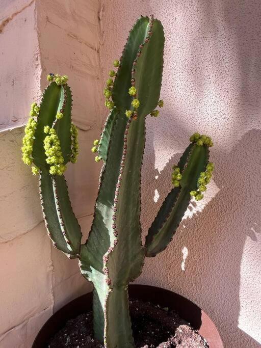 Casa Cactus Paraiso Parque Holandes Dış mekan fotoğraf