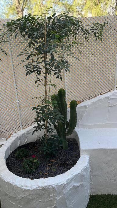 Casa Cactus Paraiso Parque Holandes Dış mekan fotoğraf